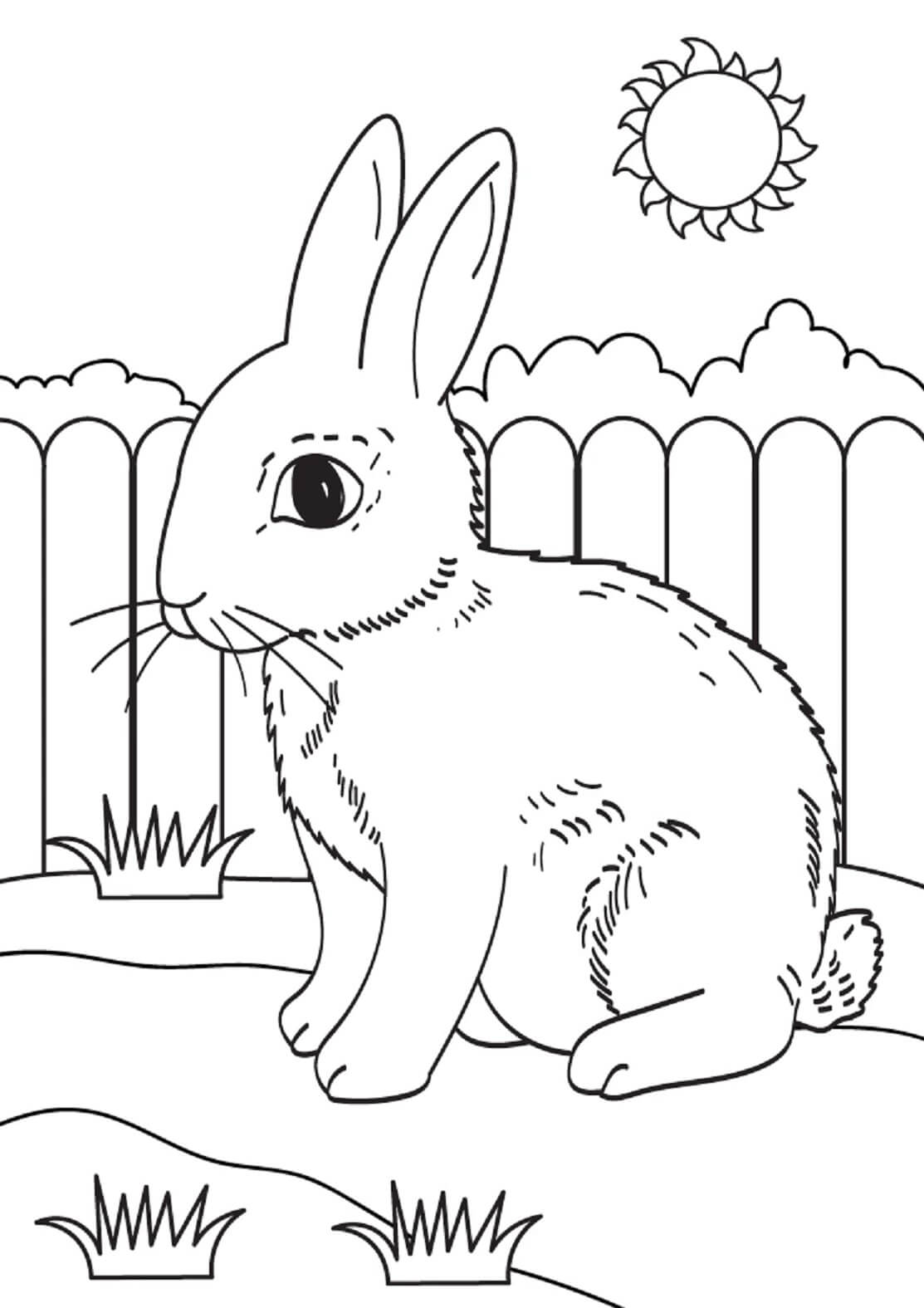 Conejo Básico para colorir