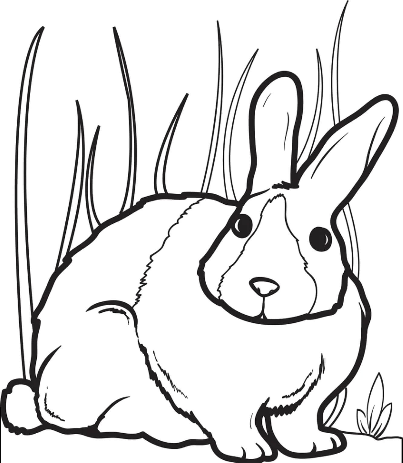Dibujos de Conejo Normal para colorear