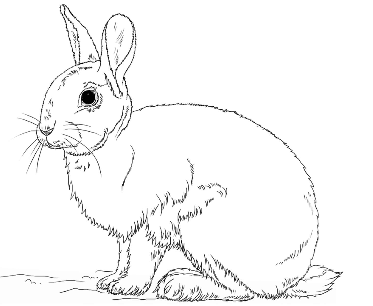Dibujos de Conejo Simple para colorear