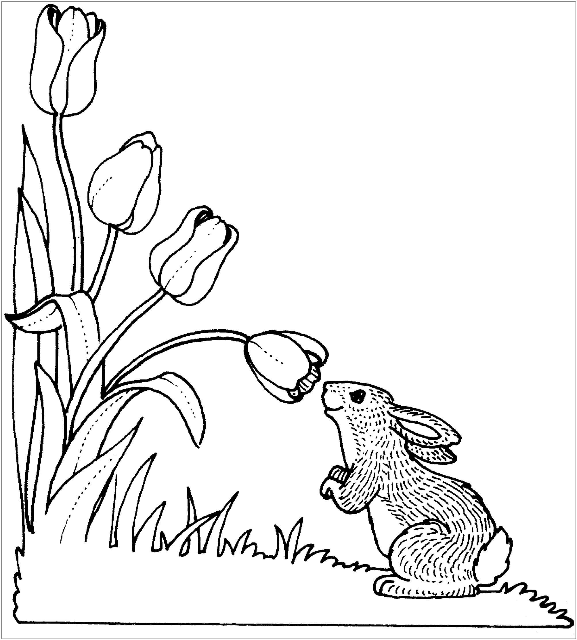 Conejo con Tulipán para colorir