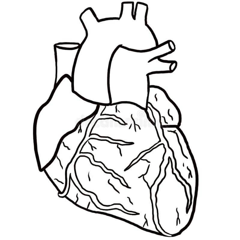 Dibujos de Corazón Anatómico para colorear