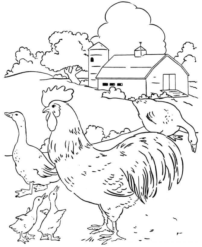 Dibujos de Corral de Pollo y Pato para colorear
