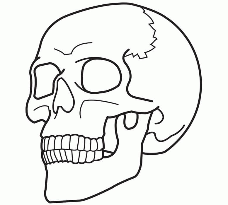 Cráneo Normal para colorir