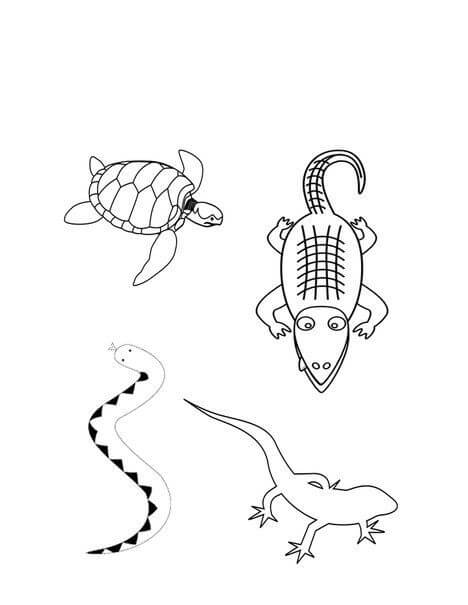 Cuatro Anfibios para colorir
