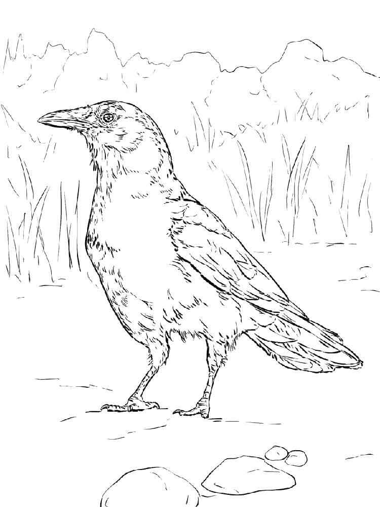 Dibujos de Cuervo 1 para colorear