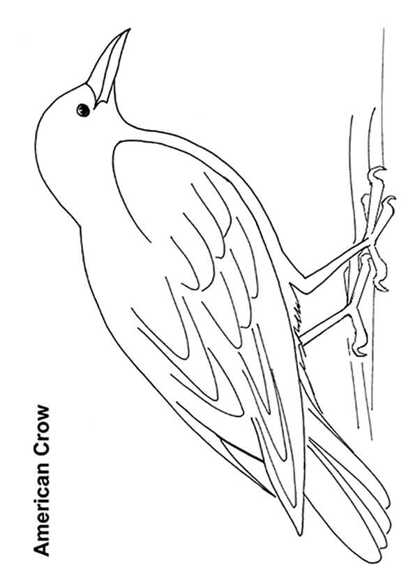 Dibujos de Cuervo Americano para colorear