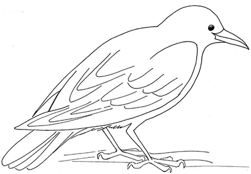 Dibujos de Cuervo Básico para colorear