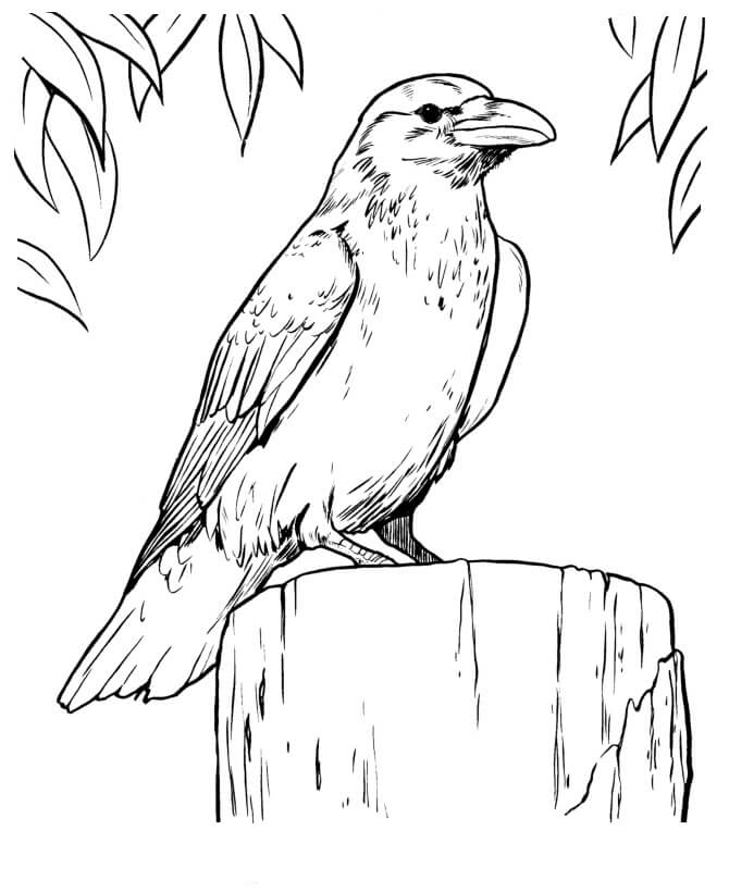 Dibujos de Cuervo Cuervo para colorear