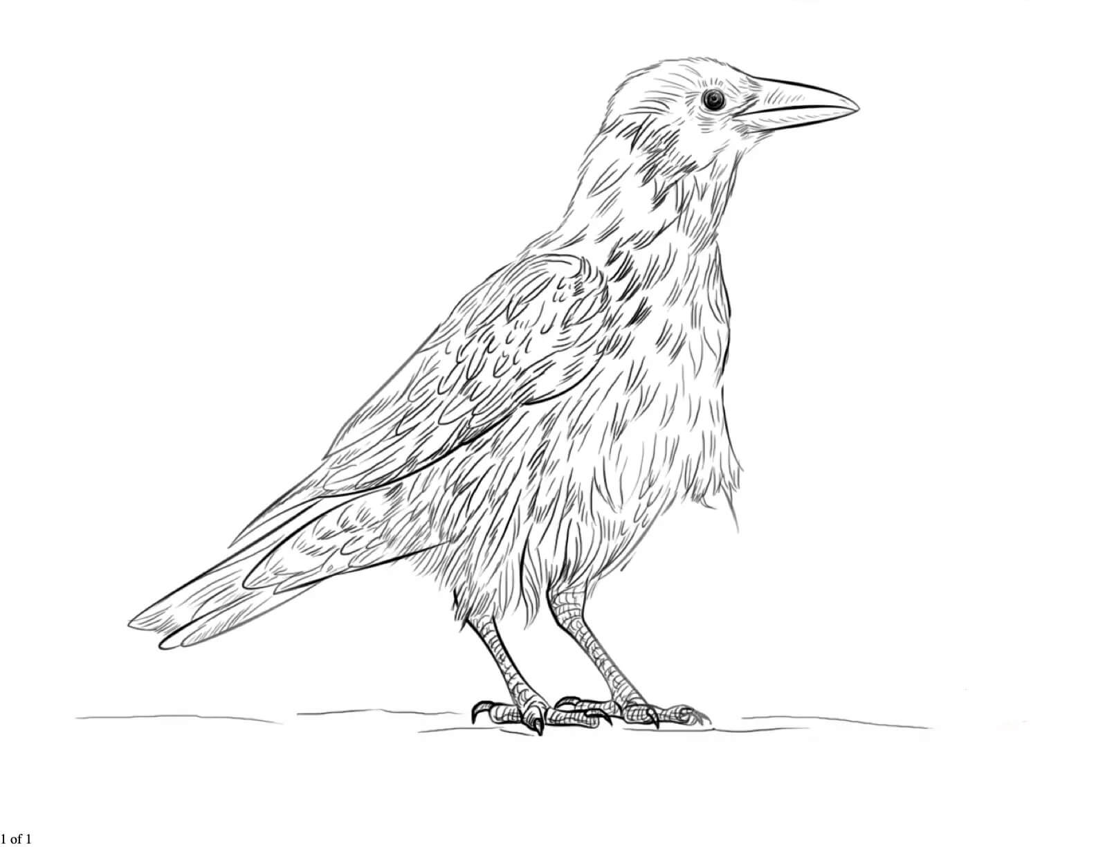 Dibujos de Cuervo Imprimible para colorear