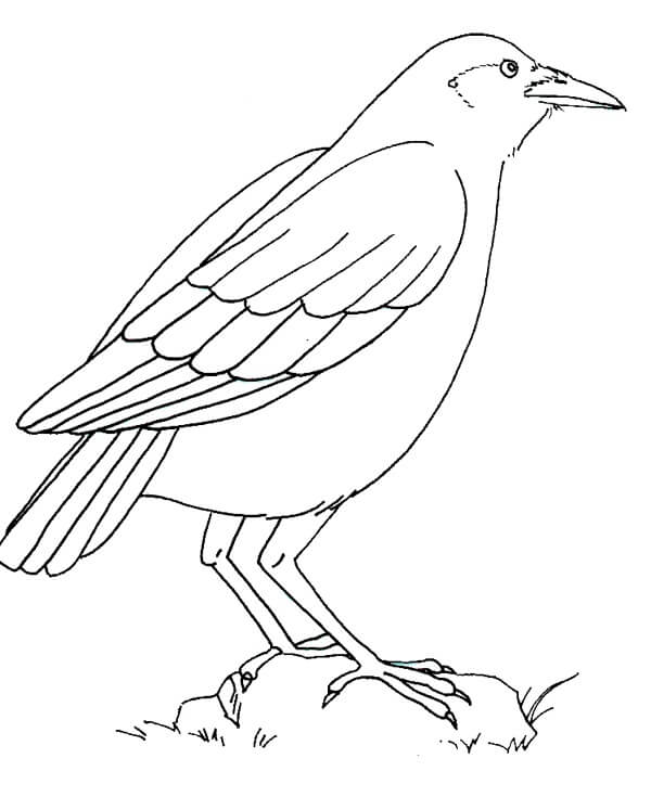 Dibujos de Cuervo de Pie Sobre una roca para colorear