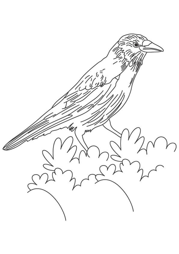 Dibujos de Cuervo en Hoja para colorear