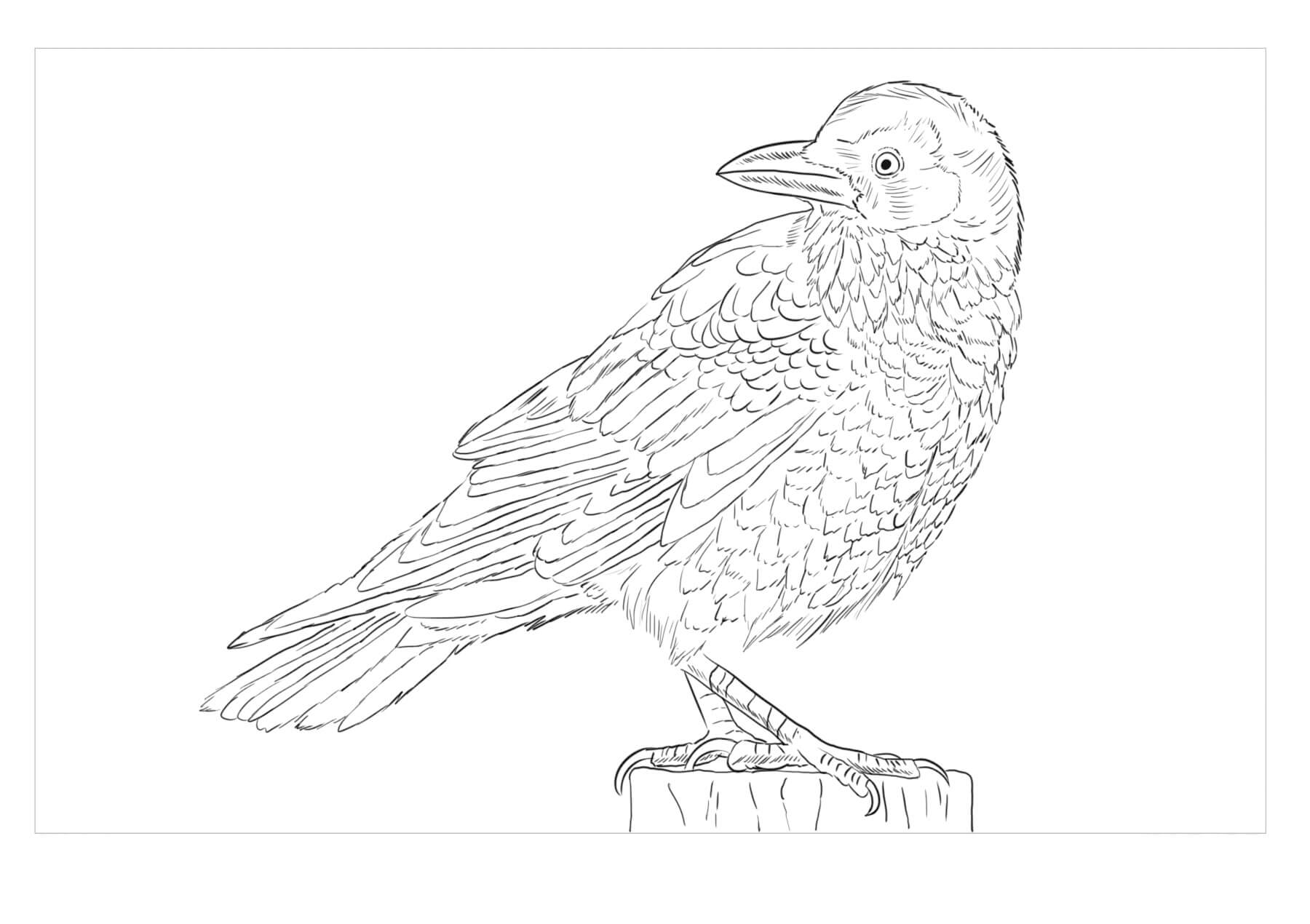 Dibujos de Cuervo es para Adultos para colorear
