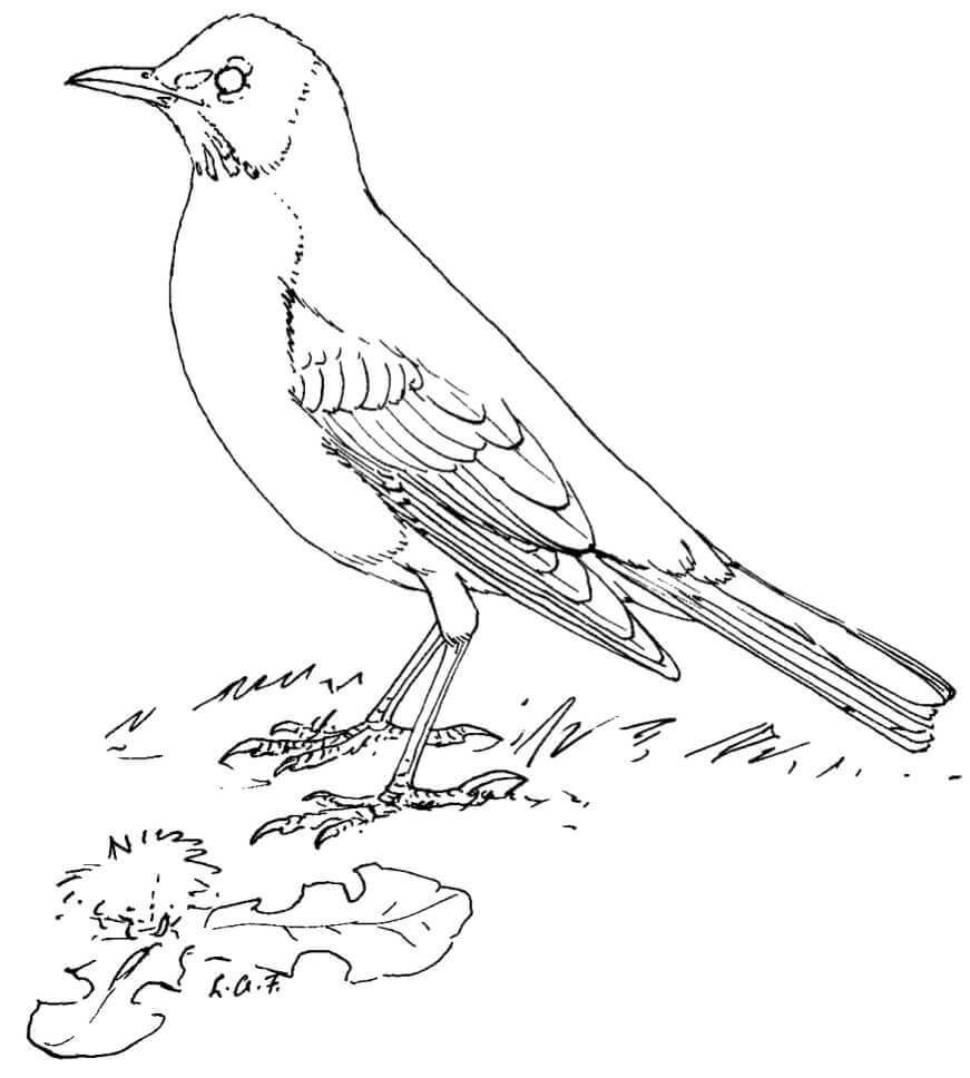 Dibujos de Cuervo y Hoja para colorear