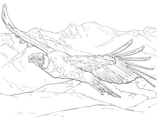 Dibujos de Cóndor Andino Volador para colorear