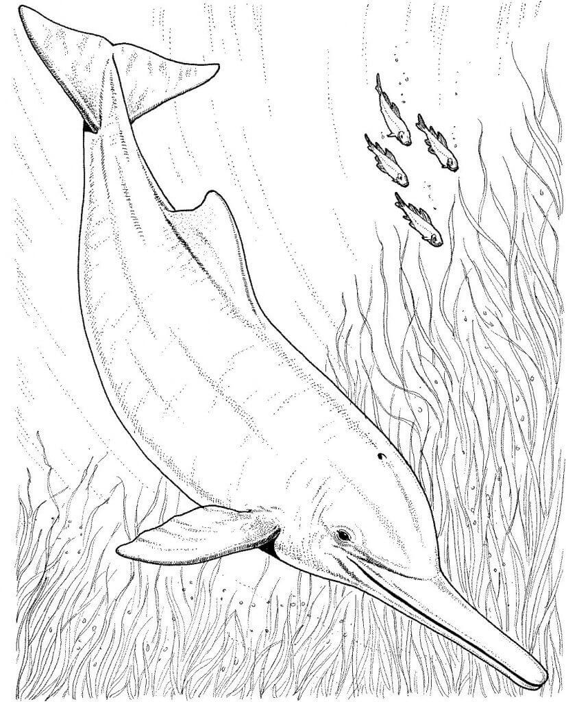 Dibujos de Delfín Nadando para colorear