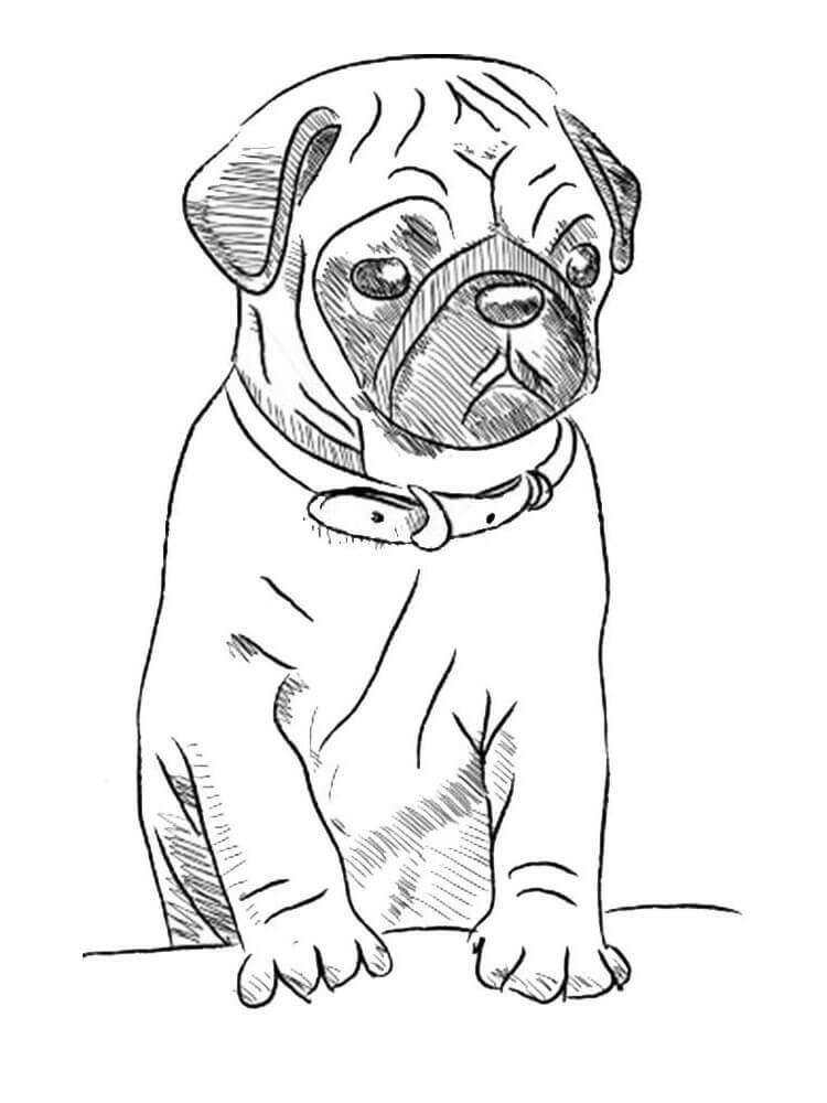 Dibujar a Mano Pug para colorir