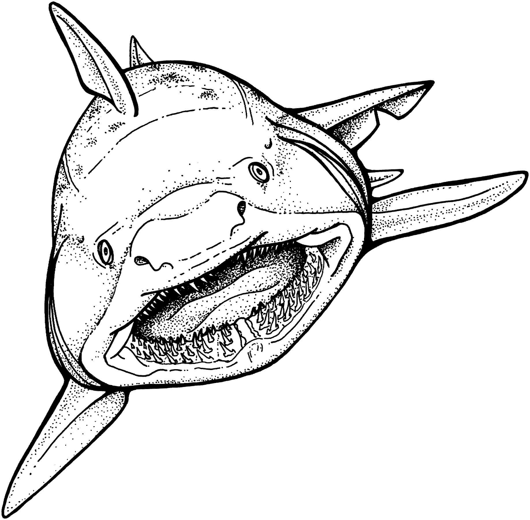 Dibujar a mano Tiburón para colorir