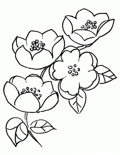 Dibujos de Dibujo de Flor de Cerezo para colorear