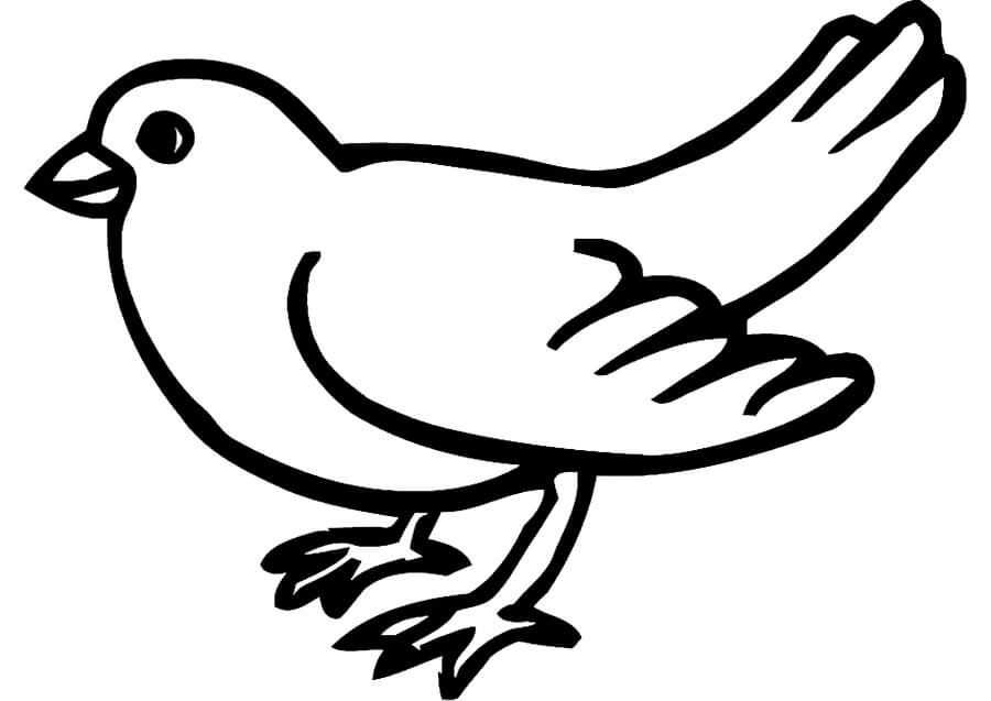 Dibujos de Dibujo de Pájaro Canario para colorear