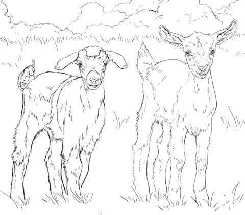Dibujos de Dos Cabras para colorear