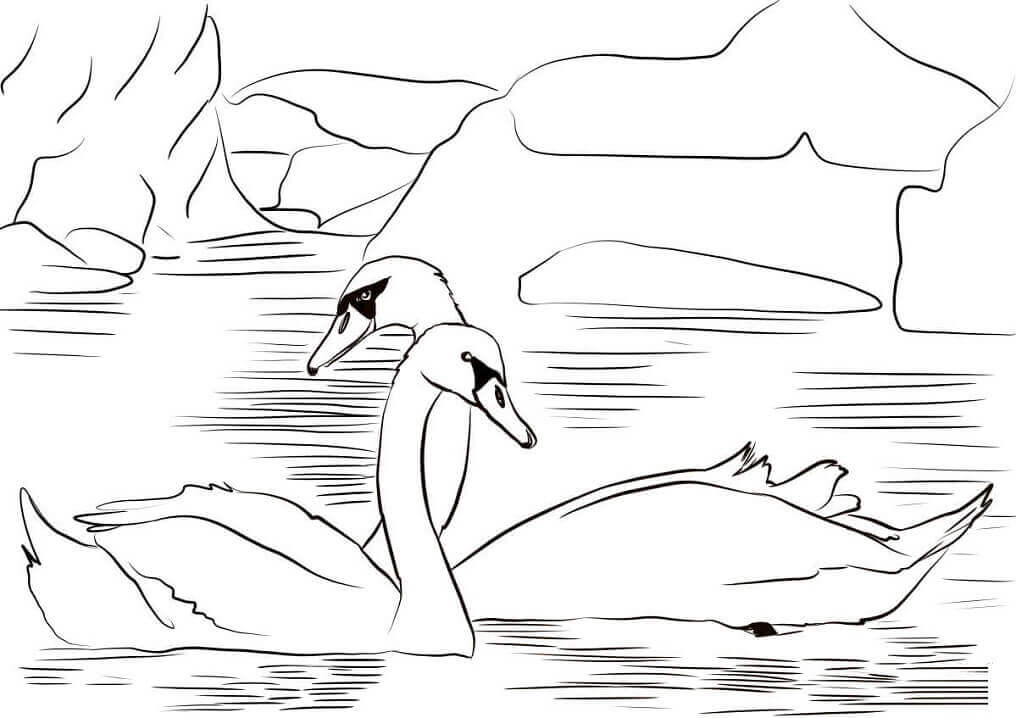 Dibujos de Dos Cisnes para colorear
