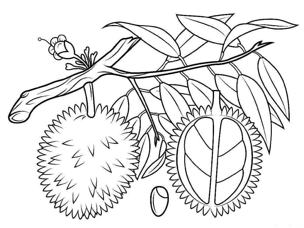 Dos Durian en Rama de Árbol para colorir