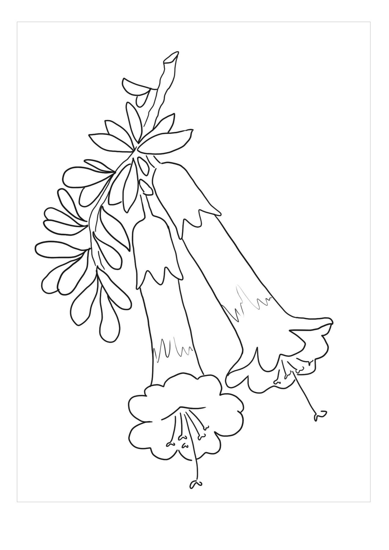 Dibujos de Dos Flores de Gardenia para colorear