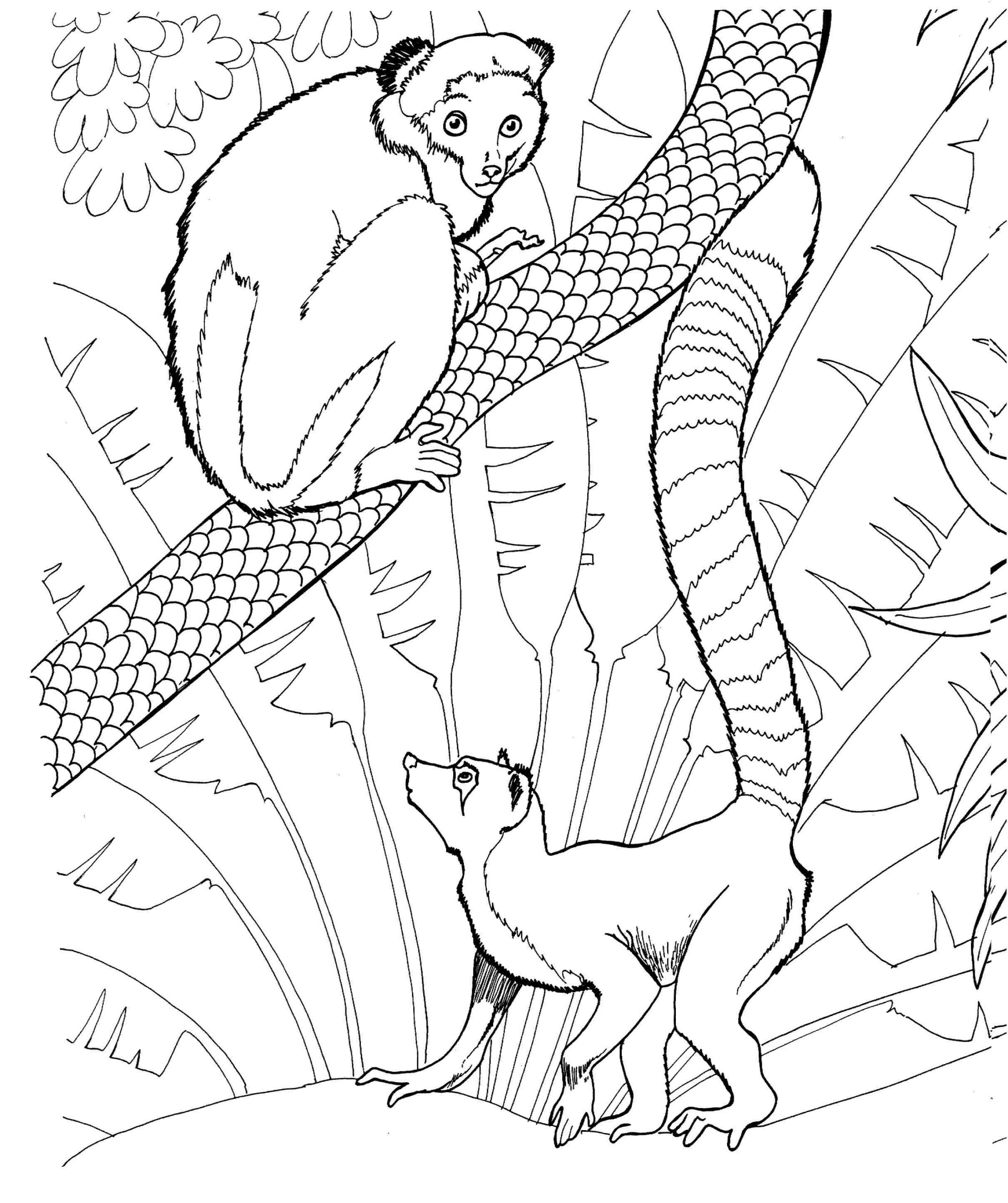 Dibujos de Dos Lémures para colorear