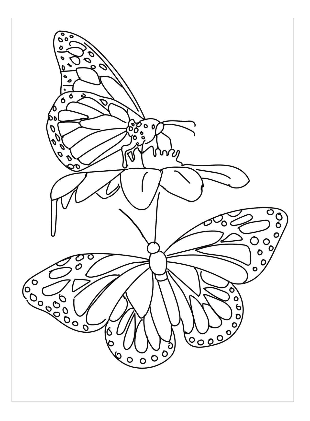 Dibujos de Dos Mariposas para colorear