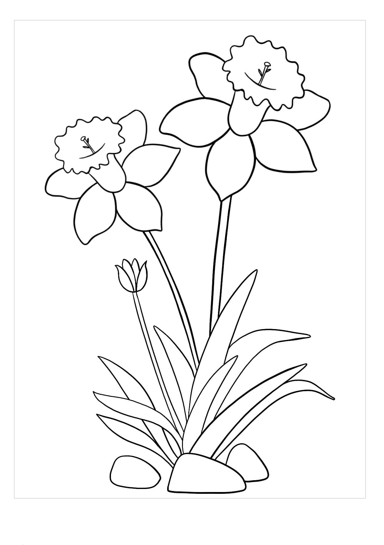 Dibujos de Dos Narcisos y Roca para colorear