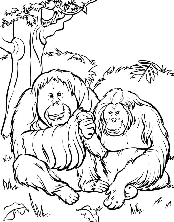 Dibujos de Dos Orangután Sentado para colorear