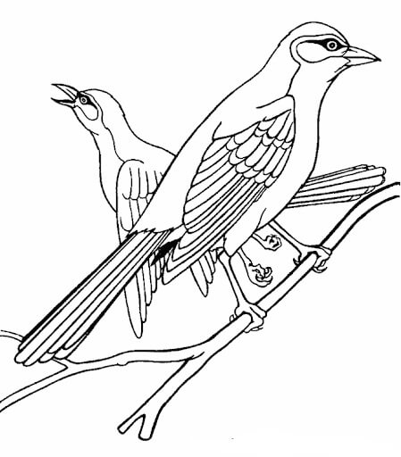 Dibujos de Dos Pájaros de Jay para colorear