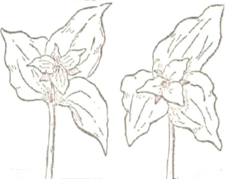 Dibujos de Dos Trillium para colorear