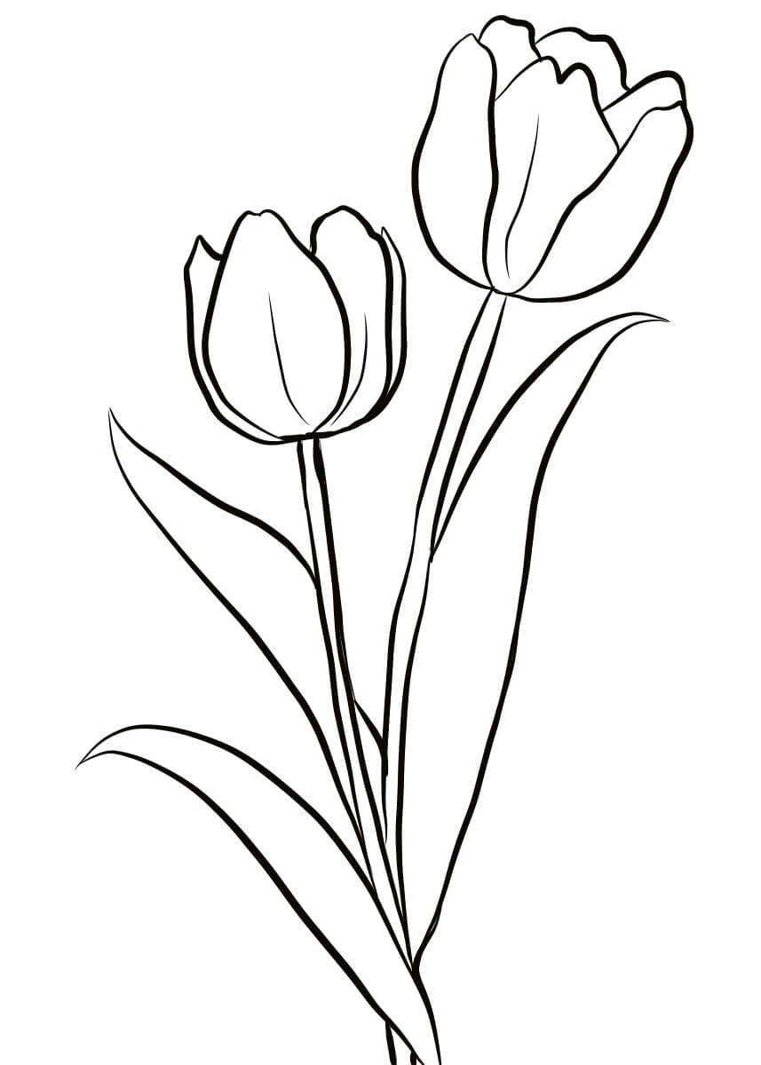 Dibujos de Dos Tulipanes para colorear