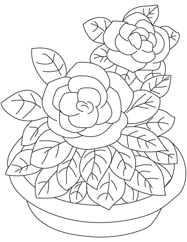 Dulce Gardenia para colorir