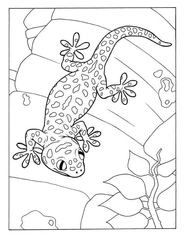 Dulce Gecko para colorir
