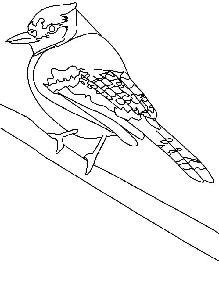 Dulce pájaro Jay para colorir
