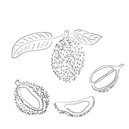 Dibujos de Durian Perfecto para colorear
