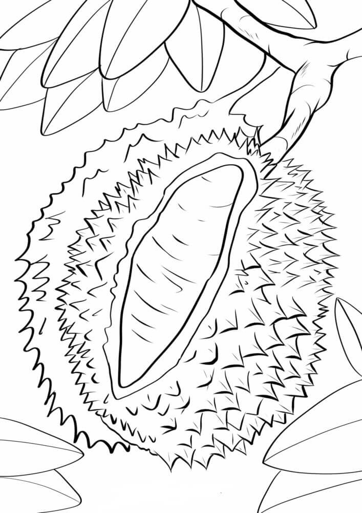 Dibujos de Durian en Rama de Árbol para colorear