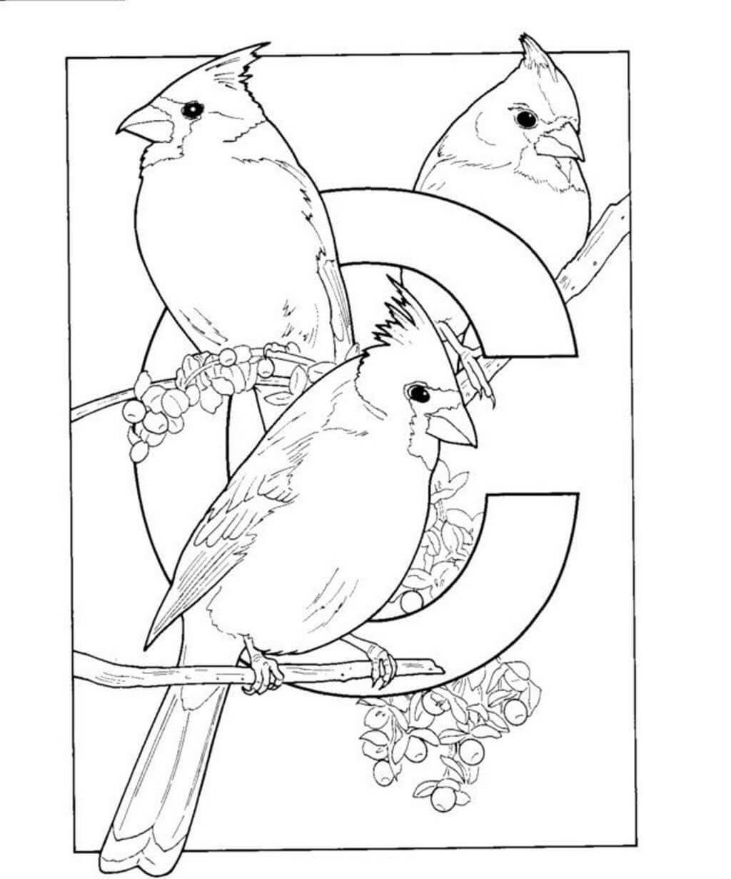 El Alfabeto C es para Pájaros Cardinales para colorir