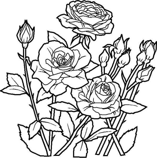 Dibujos de Flor Color de Rosa en el Jardín para colorear
