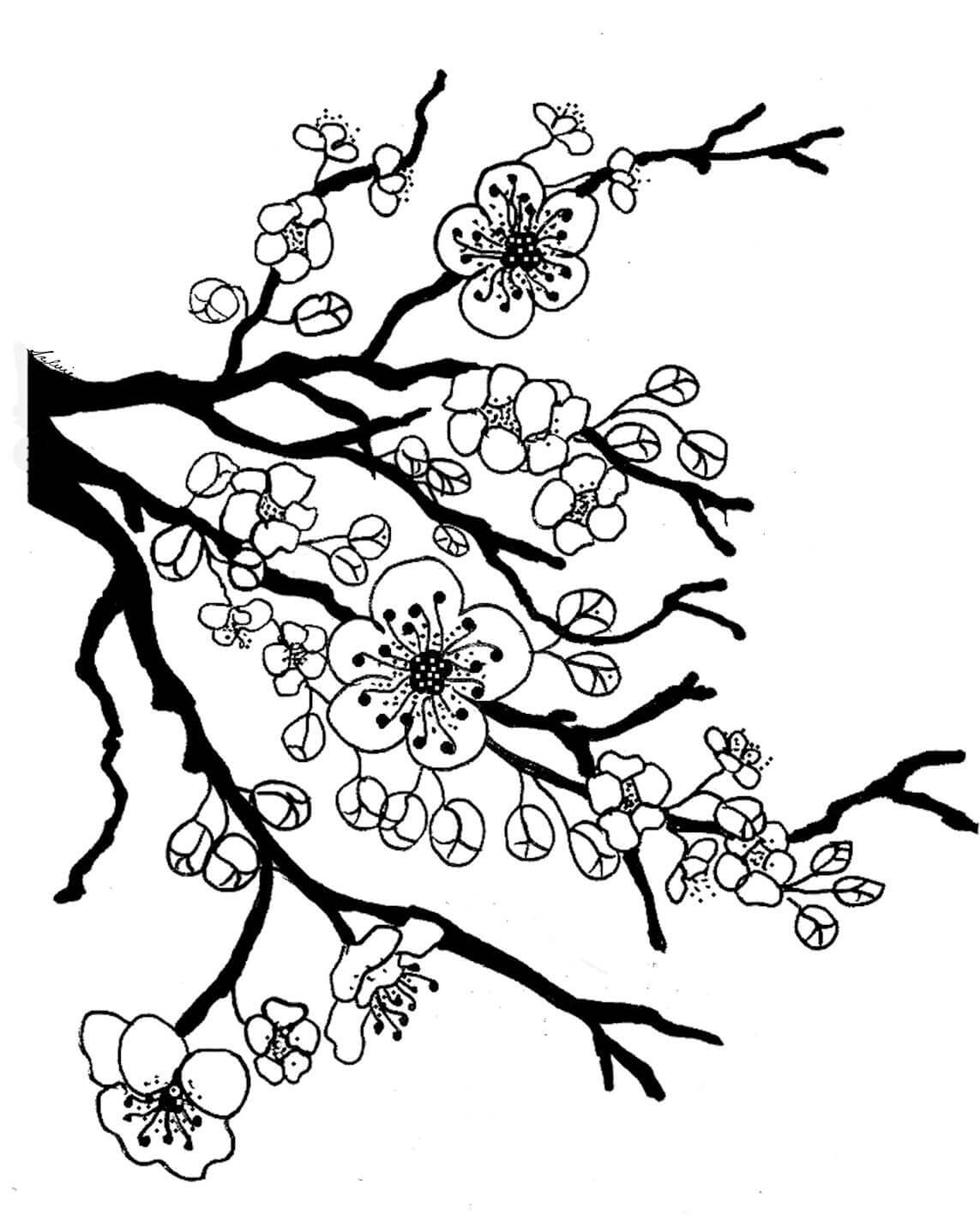 Flor de Cerezo Básica para colorir