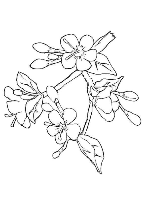 Dibujos de Flor de Cerezo Normal para colorear