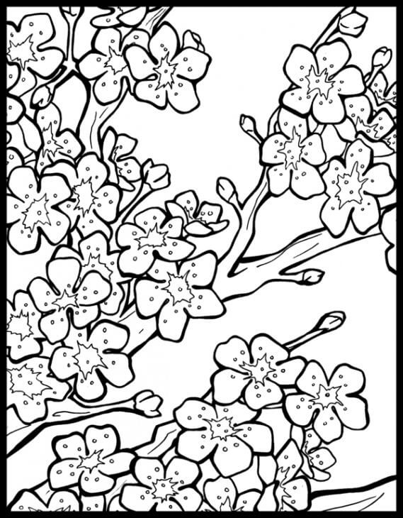 Dibujos de Flor de Cerezo Simple para colorear