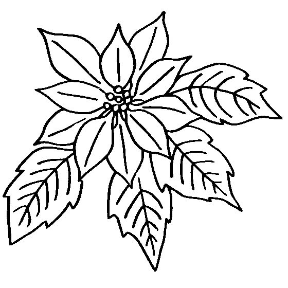 Dibujos de Flor y Hojas de Poinsettia para colorear