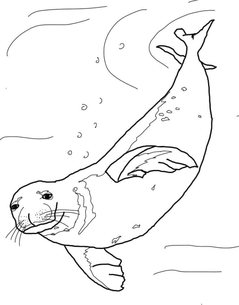 Dibujos de Foca Monje Nadando para colorear