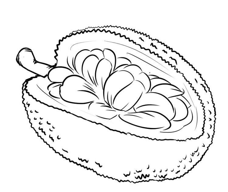 Dibujos de Fruta Durian para colorear