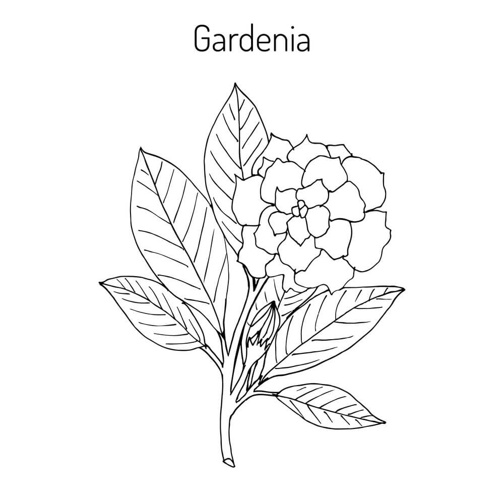 Gardenia 1 para colorir