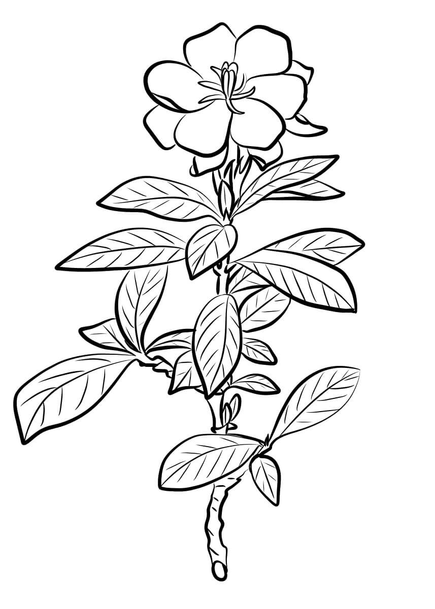 Dibujos de Gardenia Básica para colorear