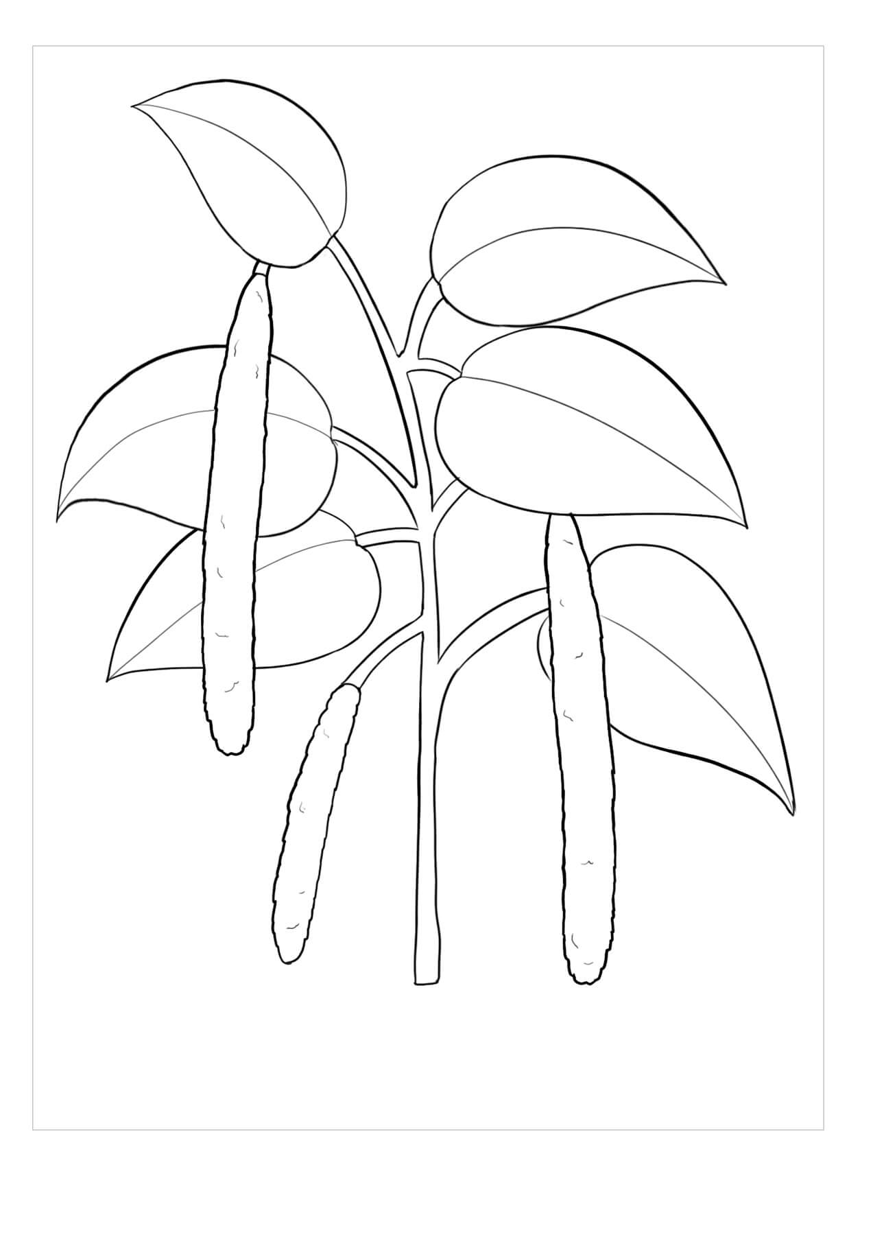 Dibujos de Gardenia Imprimible para colorear